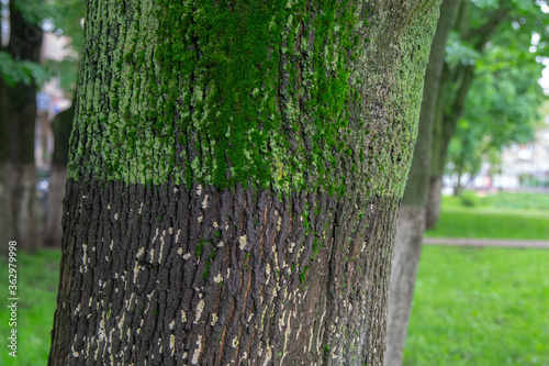 The trunk of the tree  part of which is covered with moss  the other part is treated with lime