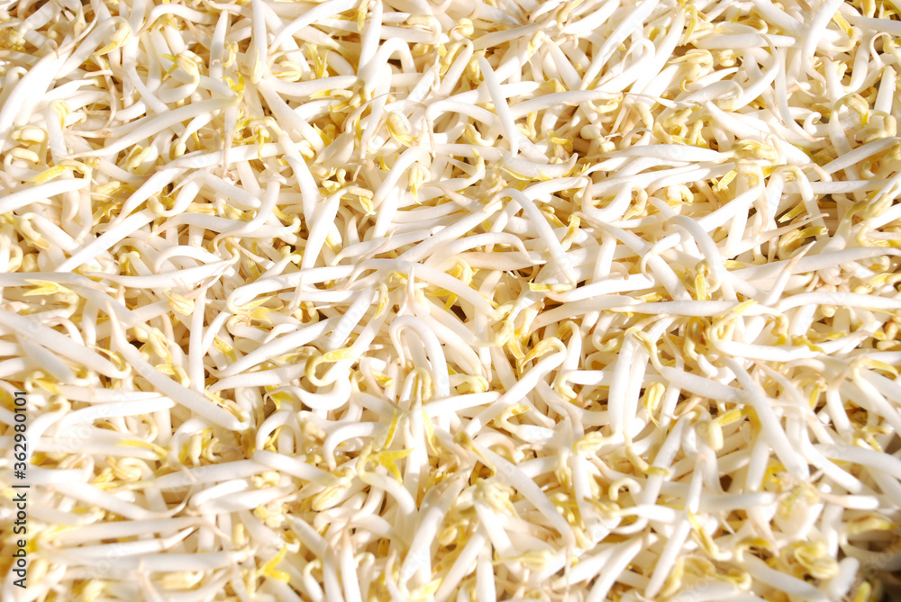 fresh raw peeled green bean sprouts