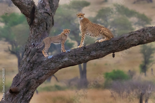 Cheetah and the cub on the tree in Serengeti  Tanzania