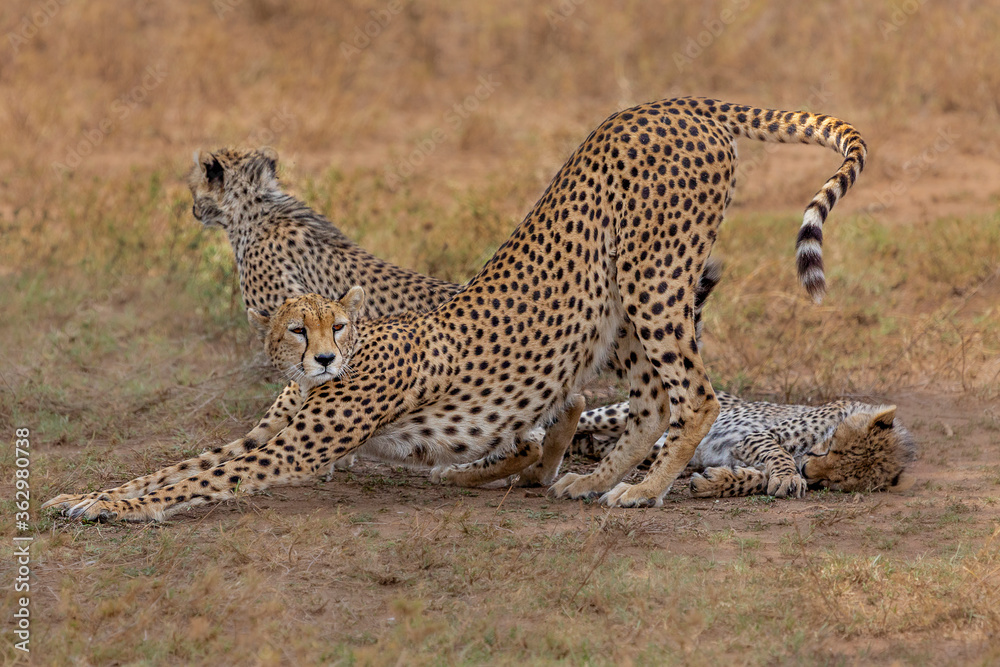 Cheetah and the cubs in Serengeti, Tanzania Cheetah and the cubs in Serengeti, Tanzania