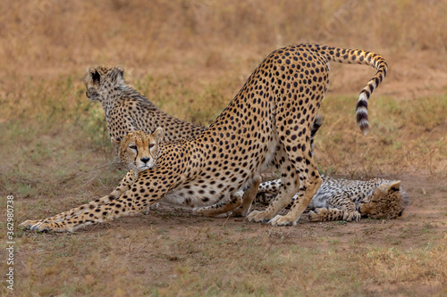 Cheetah and the cubs in Serengeti, Tanzania