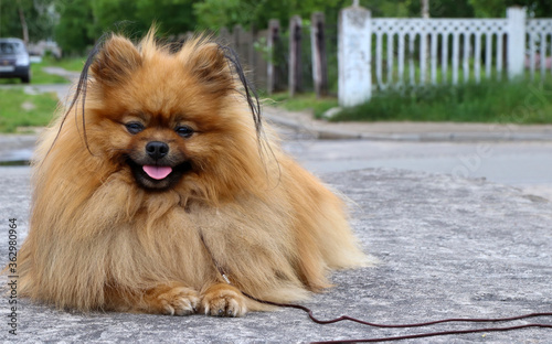 Spitz German or Pomeranian in an urban environment photo