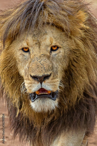 Fototapeta Naklejka Na Ścianę i Meble -  Old male lion in Ngorongoro crater, Tanzania