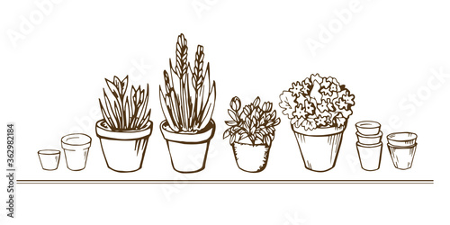 Beautiful line art contour set with flowerpots, flower, pot. Collection of isolated black brown elements on white background. Art drawn vector illustration object. Home, garden,Interior concept.