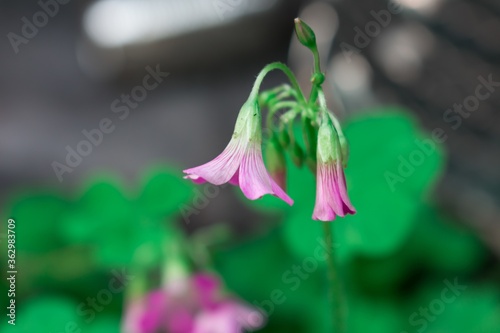 Selective focus shott of pink-sorrel flowers growing in the garden photo