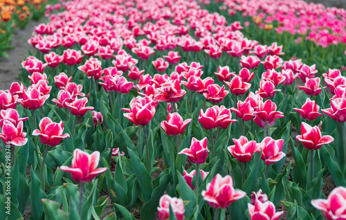 Fototapeta Naklejka Na Ścianę i Meble -  It is spring time. nature landscape sightseeing in Europe. fresh spring flowers. gather the bouquet. pink vibrant flowers. field with tulips in netherlands. tulip field with various type and color