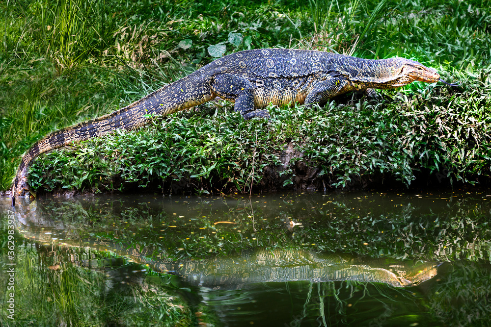 Water lizard known also as water monitor or varanus salvator in latin, Thailand. These large lizards are native to Southeast Asia Water lizard known also as water monitor or varanus salvator in latin, Thailand. These large lizards are native to Southeast Asia