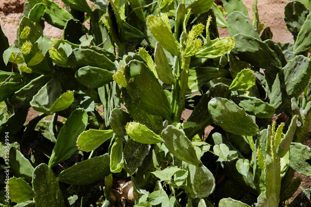 Cactus. Nopales. Mexican food. Green background Cactus. Nopales. Mexican food. Green background