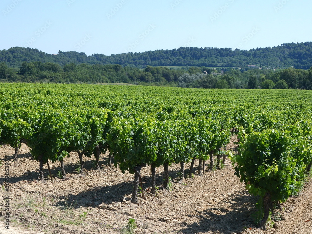 Vignes de Provence