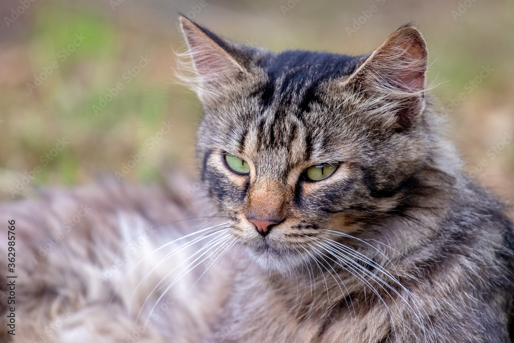 Portrait of a furry cat with a close look on a blurred background