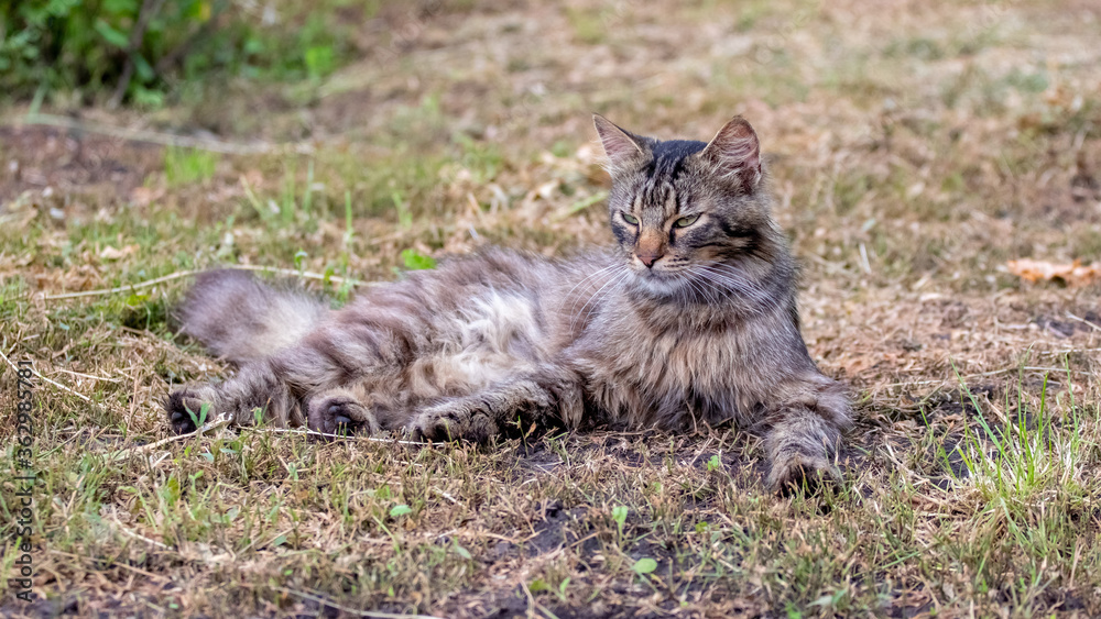 Fluffy cat lies in the garden on dry grass