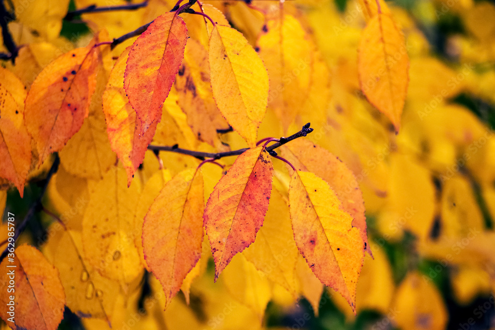 Background from autumn leaves of warm colors Background from autumn leaves of warm colors
