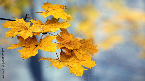 Orange maple leaves in the forest on a tree with a light blue blurred background