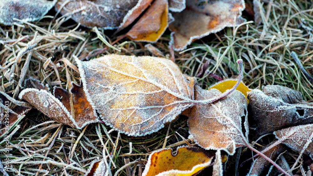 Frost-covered fallen dry leaves on the grass