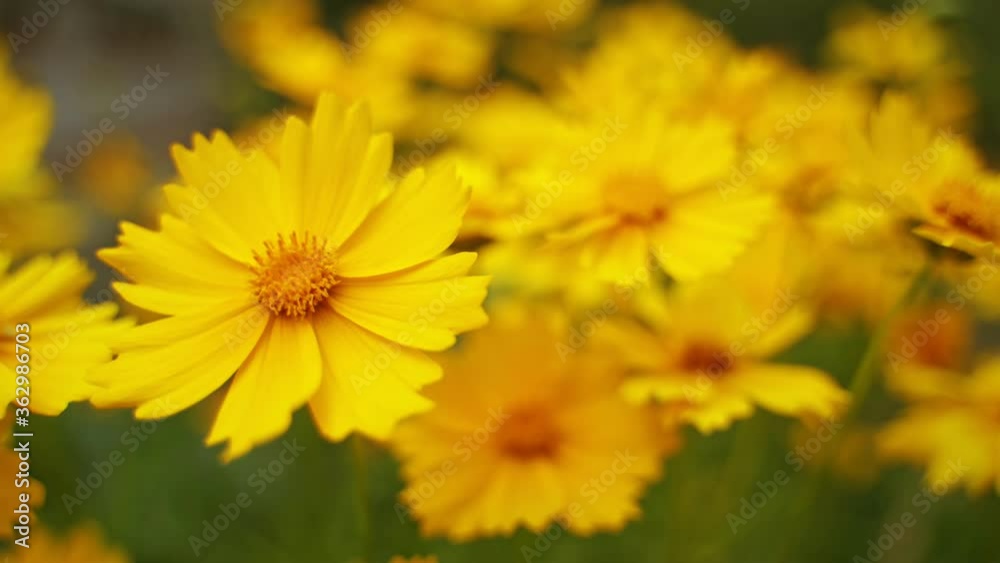Yellow flowers background. Wild flowers are swaying by wind in summer. Beautiful blooming plants in wildlife. Close-up. Yellow flowers background. Wild flowers are swaying by wind in summer. Beautiful blooming plants in wildlife. Close-up.