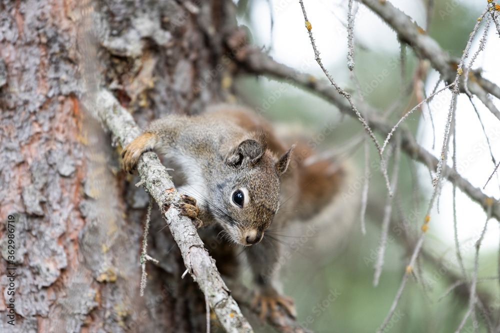 Squirrel sitting on branch Squirrel sitting on branch