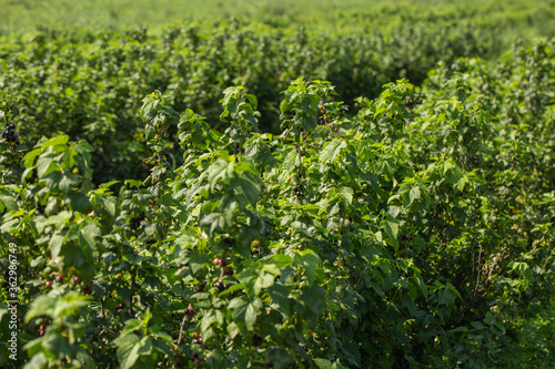 Row of blackcurrant bushes on a summer farm in sunny day. Location place of Ukraine  Europe. Photo of creativity concept. Scenic image of agrarian land in springtime. Discover the beauty of earth.