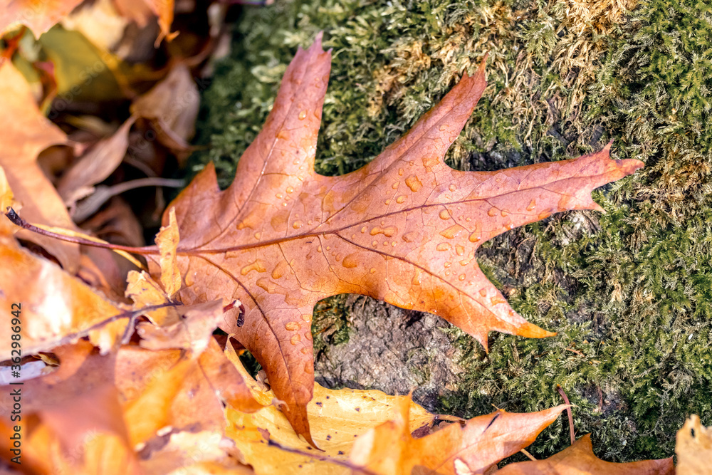 Dewdrops on a dry oak leaf lying on the ground Dewdrops on a dry oak leaf lying on the ground