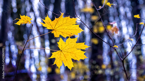 Yellow autumn maple leaves in a dark forest