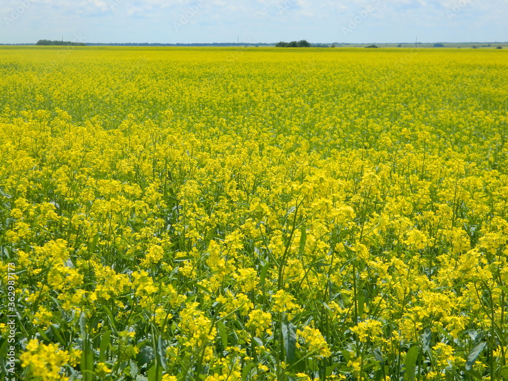 rapeseed rapeseed