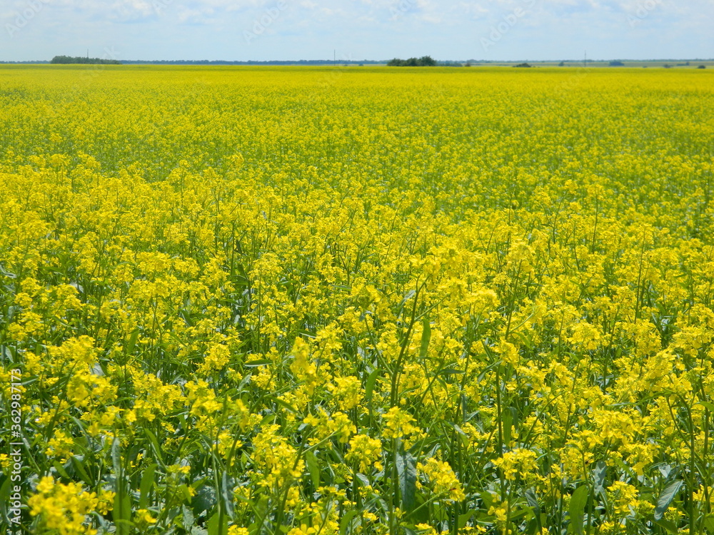 rapeseed