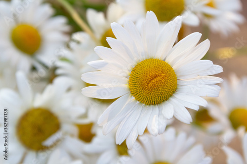 white country camomiles close up