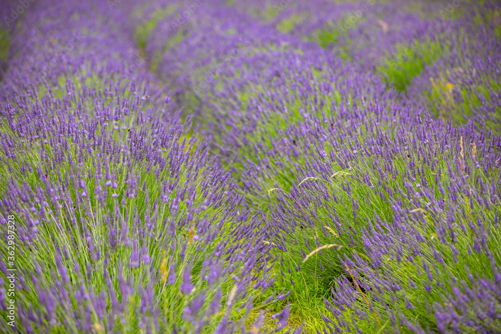 Lavender flower blooming scented fields as nature background, Czech republic