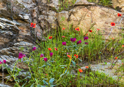 red poppies in the field photo