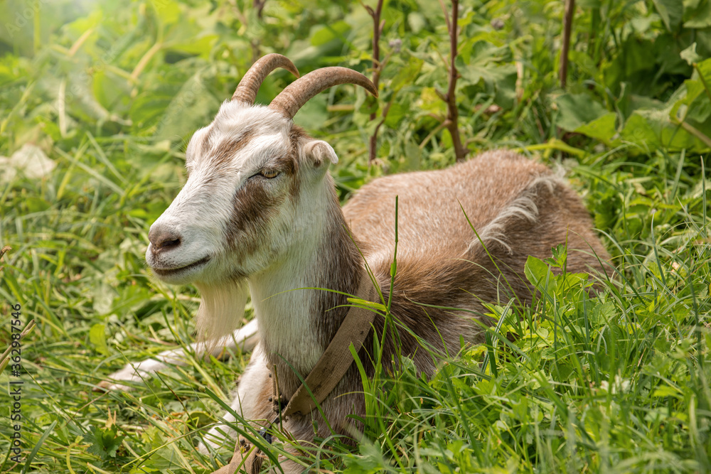 goat lies in the grass in the meadow, the farmer breeds and grazes goats, goat milk goat lies in the grass in the meadow, the farmer breeds and grazes goats, goat milk