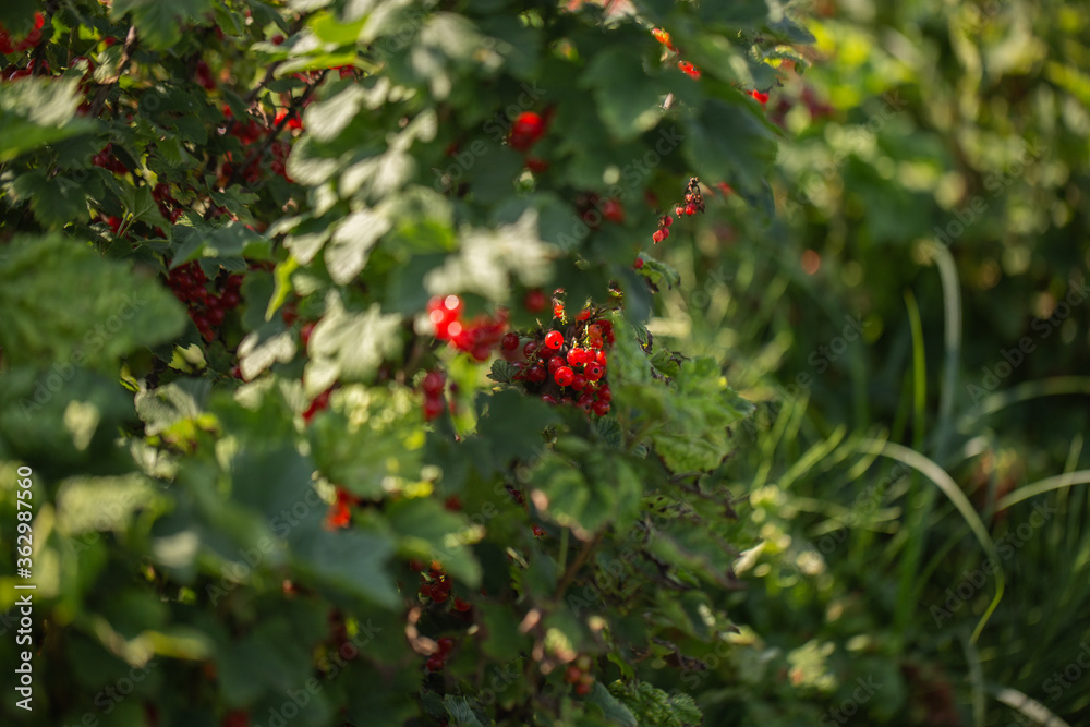 Red currants on the bush branch in the garden. Young currant berries ripen on a bush in the garden, ripe berries in the garden and on the farm. Concept of agrarian industry. Red currants on the bush branch in the garden. Young currant berries ripen on a bush in the garden, ripe berries in the garden and on the farm. Concept of agrarian industry.