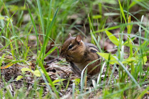 Eastern chipmunk grooming itself surronded by blades of grass