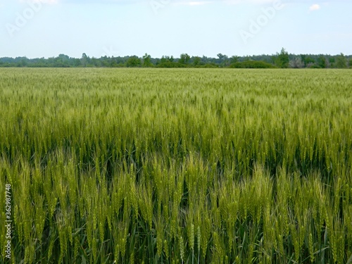 field