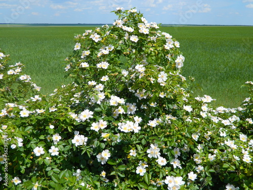 plant