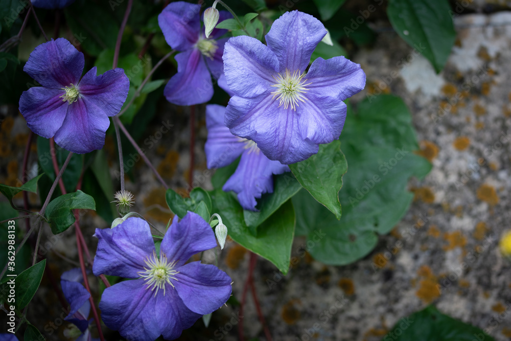 blue flowers in the garden blue flowers in the garden