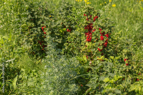 Red currants on the bush branch in the garden. Young currant berries ripen on a bush in the garden  ripe berries in the garden and on the farm. Concept of agrarian industry.