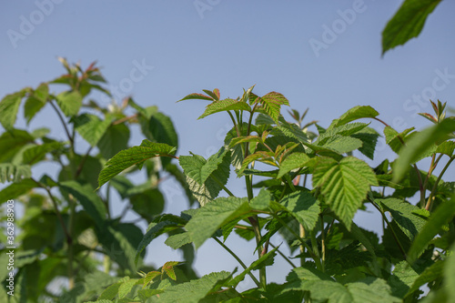 Row of blackcurrant bushes on a summer farm in sunny day. Location place of Ukraine, Europe. Photo of creativity concept. Scenic image of agrarian land in springtime. Discover the beauty of earth.