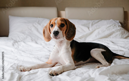 Cute smart dog beagle lying on a white bed in bedroom © natus111