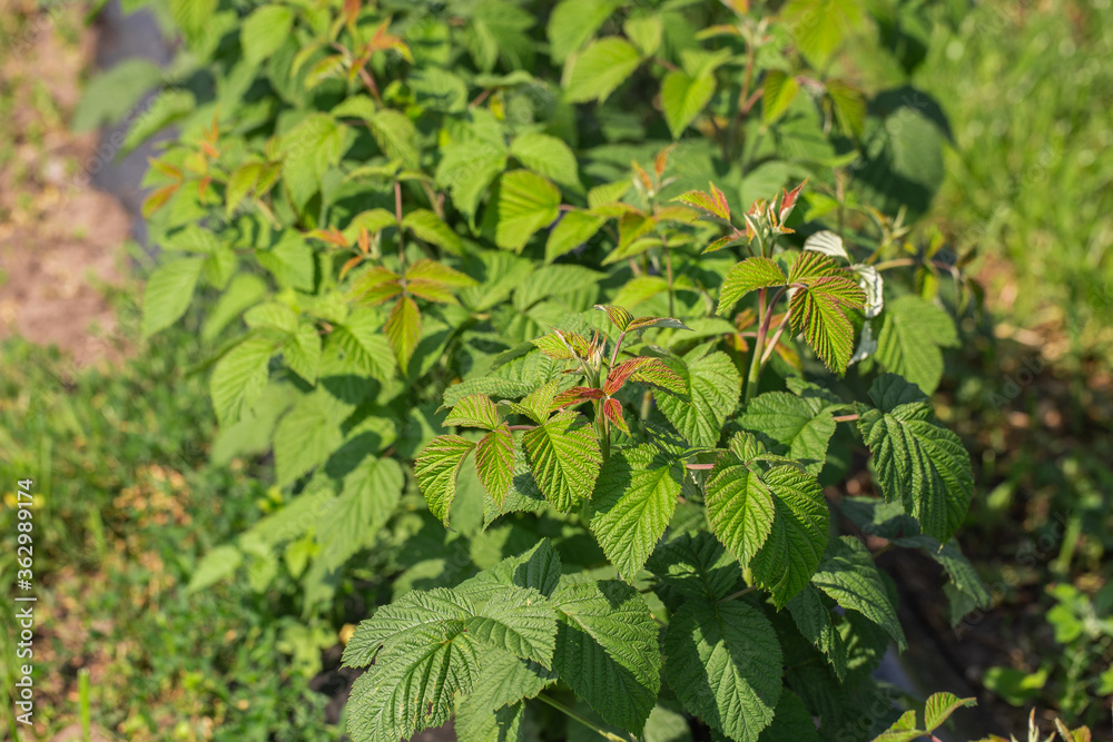 Row of blackcurrant bushes on a summer farm in sunny day. Location place of Ukraine, Europe. Photo of creativity concept. Scenic image of agrarian land in springtime. Discover the beauty of earth.