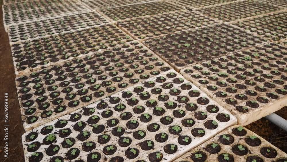 Sprouted young seedlings in a greenhouse. Farm theme. Seedlings of vegetable crops on an industrial scale Sprouted young seedlings in a greenhouse. Farm theme. Seedlings of vegetable crops on an industrial scale