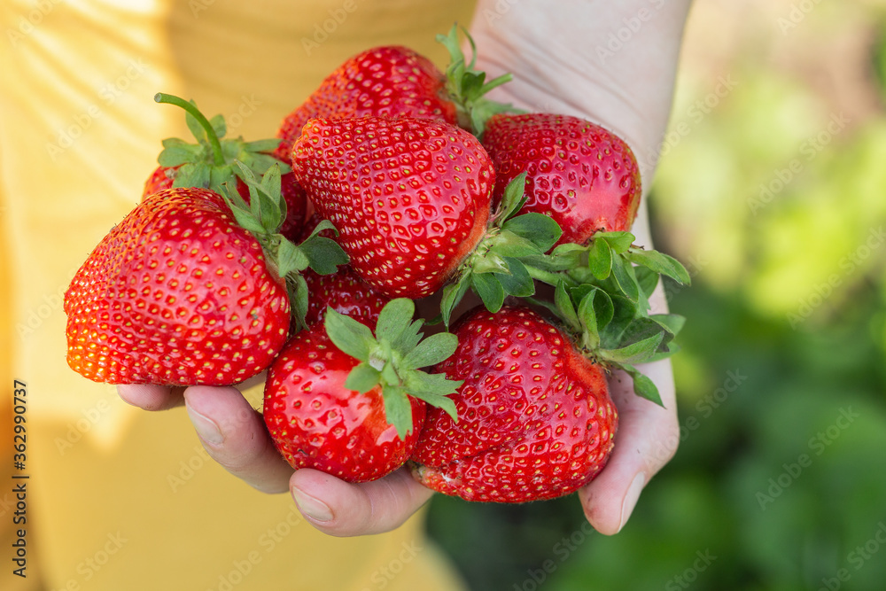 Hands of farmer holding freshly picked strawberries. handful of fresh strawberries over the field with leaves and unripe berries. Concept of vegetarian dieting, raw food ingredients, healthy.
