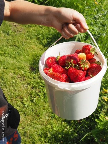 a child holds a bucket of strawberries. fresh crop.