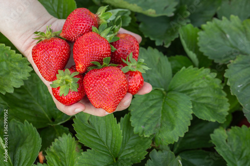 Hands of farmer holding freshly picked strawberries. handful of fresh strawberries over the field with leaves and unripe berries. Concept of vegetarian dieting  raw food ingredients  healthy.