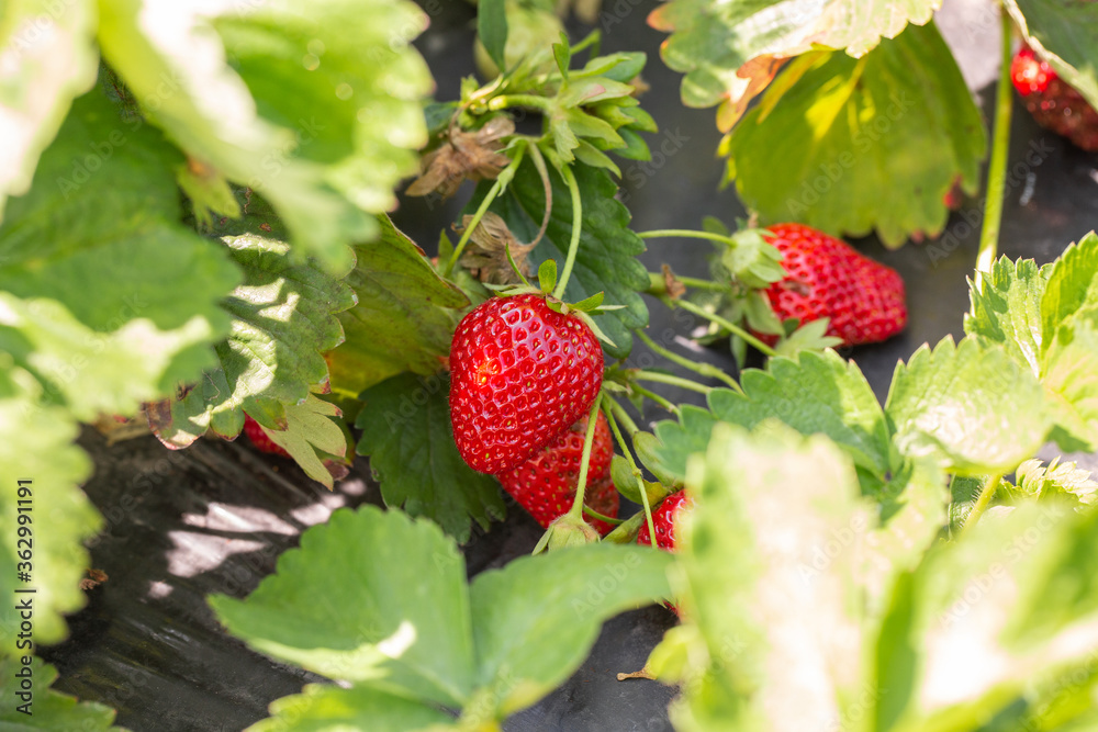 Strawberry plant. Strawberry bush. Strawberries in growth at garden. Ripe berries and foliage. Rows with strawberry plants. Fruit production. Smart agriculture, farm, technology concept.
