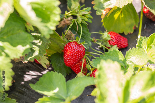 Obraz na płótnie Strawberry plant. Strawberry bush. Strawberries in growth at garden. Ripe berries and foliage. Rows with strawberry plants. Fruit production. Smart agriculture, farm, technology concept. w salonie
