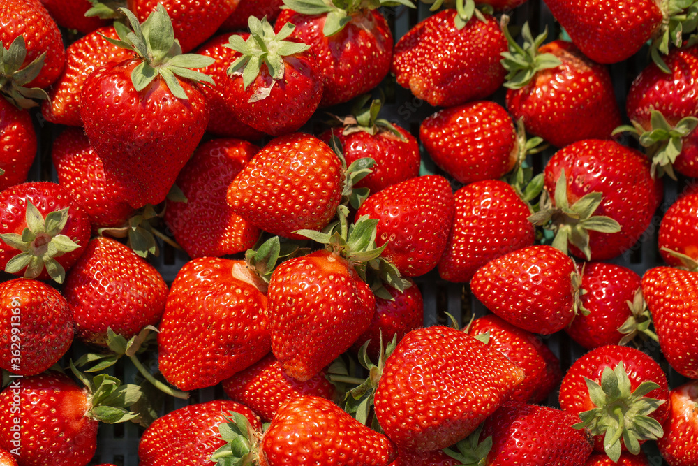Fresh ripe perfect strawberry - Food Frame Background. Fresh strawberry as texture background. Natural food backdrop with red berries. Strawberries sale in a food market in summer. Fresh ripe perfect strawberry - Food Frame Background. Fresh strawberry as texture background. Natural food backdrop with red berries. Strawberries sale in a food market in summer.