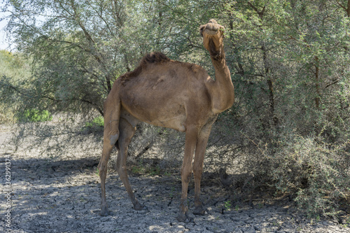 Camel alone in oasis / desert, Chad
