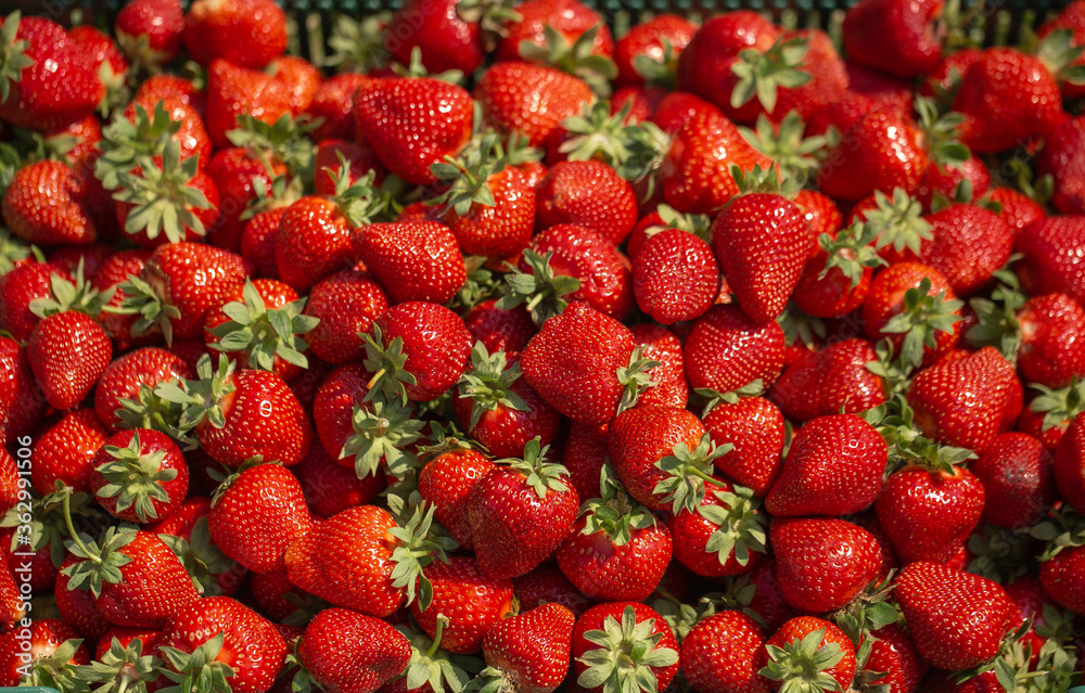 Fresh ripe perfect strawberry - Food Frame Background. Fresh strawberry as texture background. Natural food backdrop with red berries. Strawberries sale in a food market in summer. Fresh ripe perfect strawberry - Food Frame Background. Fresh strawberry as texture background. Natural food backdrop with red berries. Strawberries sale in a food market in summer.