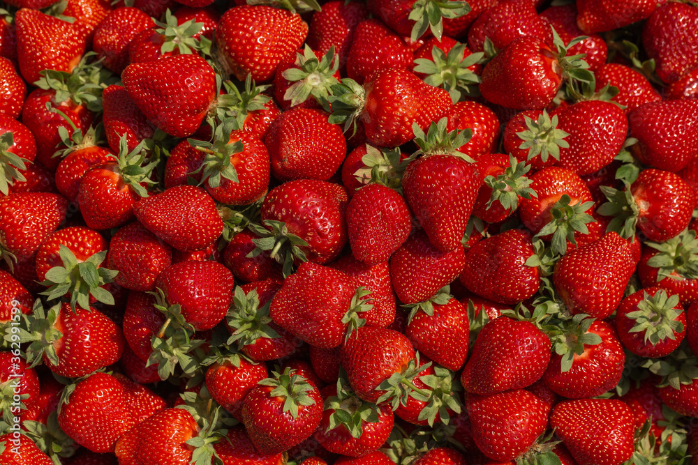 Fresh ripe perfect strawberry - Food Frame Background. Fresh strawberry as texture background. Natural food backdrop with red berries. Strawberries sale in a food market in summer. Fresh ripe perfect strawberry - Food Frame Background. Fresh strawberry as texture background. Natural food backdrop with red berries. Strawberries sale in a food market in summer.