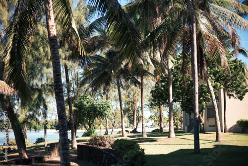 Tropical palm trees on Mauritius island
