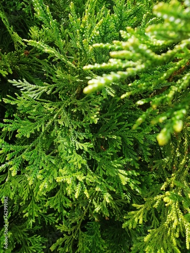 fir tree branches